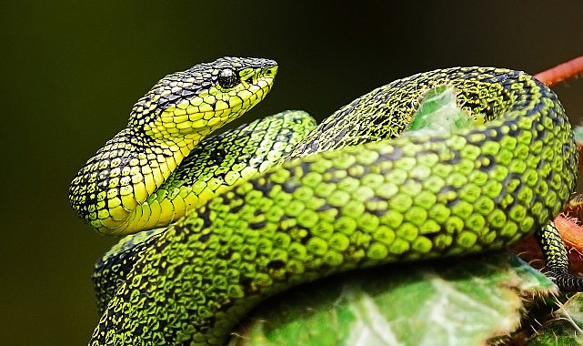 National Geographic NOW Seç-İzle Servisi’nin Mart Ayı Teması ‘Yılanlar’…