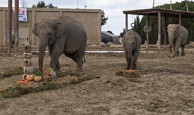 Türkiye’de doğan ilk fil İzmir 14 yaşında İyi ki doğdun “İzmir”