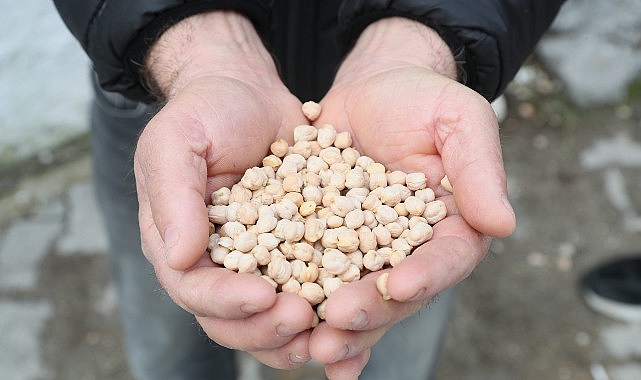 Urla Belediyesinden çiftçiye tohum desteği & Urla’da tarıma can suyu