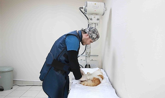 Sokak hayvanlarına Büyükşehir şefkati