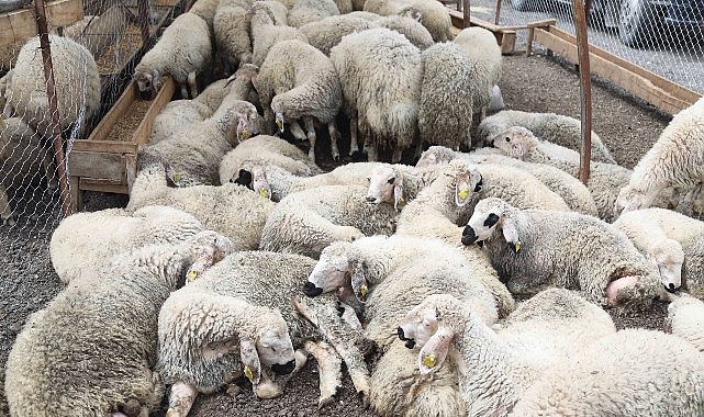 Çankaya Kurban Bayramına Hazır