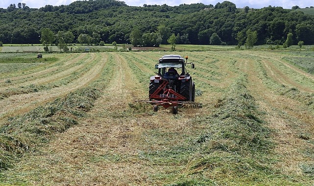 Kocaeli’nde “süt otu” hasadı başladı