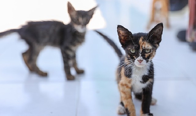 Buca’daki can dostlar sizi bekliyor