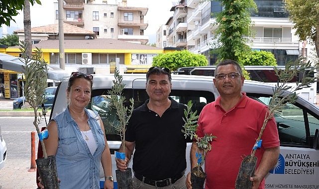 Büyükşehir’den üreticiye zeytin fidanı desteği