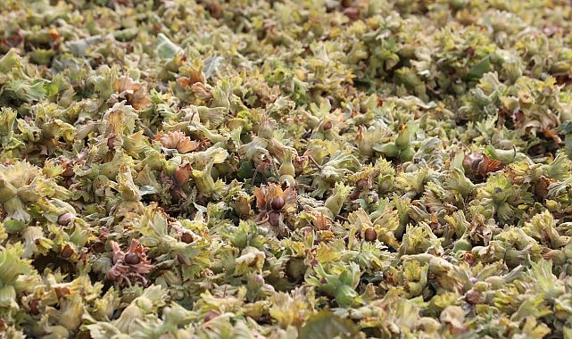 İnegöl Fındığında Hasat Zamanı