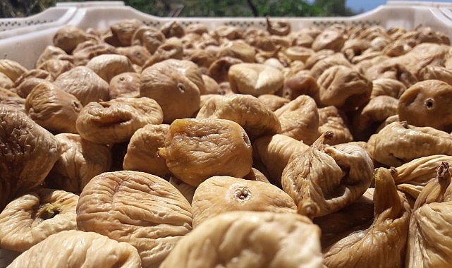 Kuru incirde aflatoksin ve okratoksinle mücadele için üreticilere 19 bin kerevet dağıtıldı
