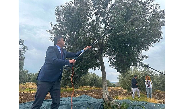 Aliağa, 4. Zeytin Hasat Şenliği’nde Buluşuyor