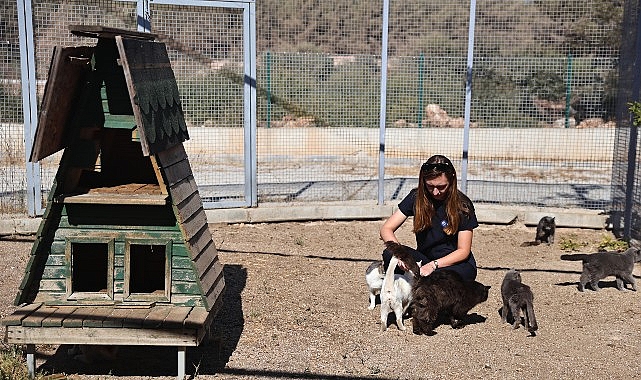 Büyükşehir patili dostları sahipsiz bırakmıyor