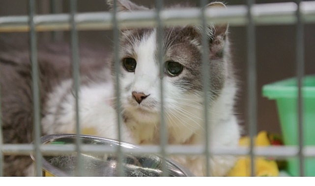‘Heartland Veterinerleri: Kediler Özel’, 11 Ekim Cumartesi 21.00’de National Geographic WILD Ekranlarında!