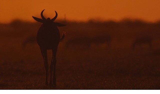 İki Bölümden Oluşan ‘Mara: Yeniden Doğuş’, 16 ve 23 Kasım Pazar Günleri 20.00’de National Geographic WILD Ekranlarında İzleyicilerle Buluşuyor!