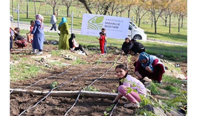 Mahalle bostanlarında kış dikimleri başladı
