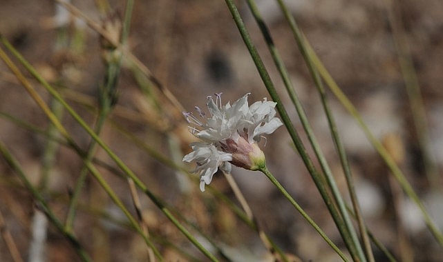 “Çameli pelemiri” bitki literatürüne kazandırıldı