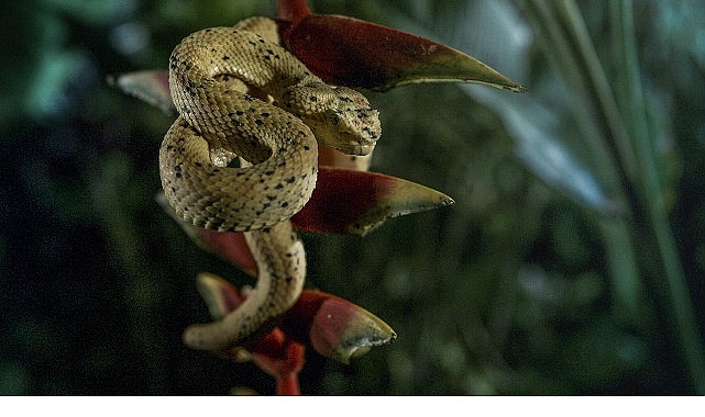‘Karanlık Çökünce Özel’, 4 Ocak Pazar 20.00’de National Geographic WILD Ekranlarında!