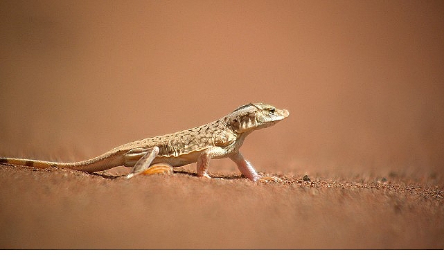‘Sıra Dışı Canlılar Özel’, 11 Ocak Pazar 20.00’de National Geographic WILD Ekranlarında İzleyicilerle Buluşuyor!